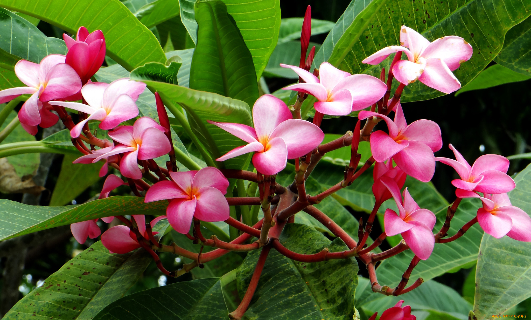 , , , , , , branch, flowering, leaves, plumeria, petals